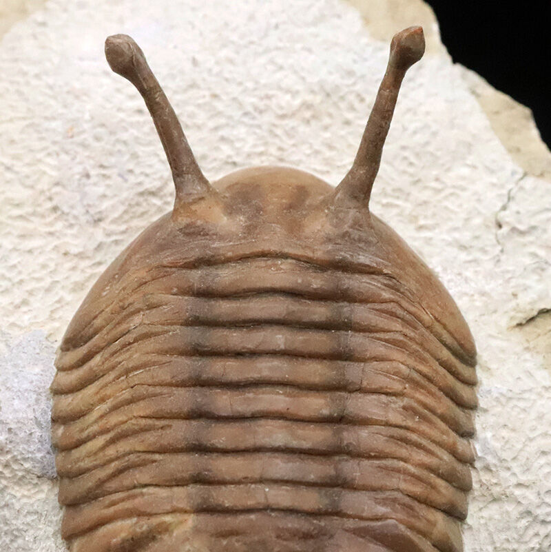 大人気！【大型＆上質＆高いシンメトリー】「ロングアイ」こと、アサフス・コワレフスキー（Asaphus kowalewskii）（その4）