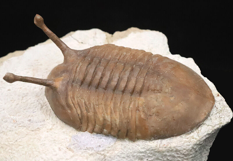 大人気！【大型＆上質＆高いシンメトリー】「ロングアイ」こと、アサフス・コワレフスキー（Asaphus kowalewskii）（その7）