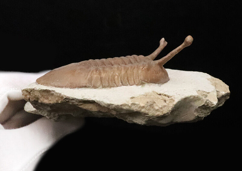 大人気！【大型＆上質＆高いシンメトリー】「ロングアイ」こと、アサフス・コワレフスキー（Asaphus kowalewskii）（その8）