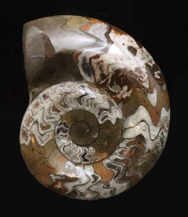 カラフルかつ大判！古生代デボン紀の頭足類ゴニアタイト（Goniatite）美麗標本（その1）