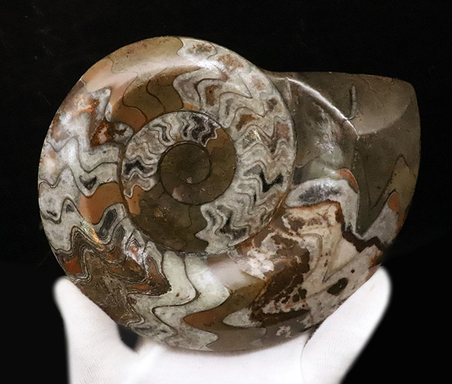 カラフルかつ大判！古生代デボン紀の頭足類ゴニアタイト（Goniatite）美麗標本（その2）