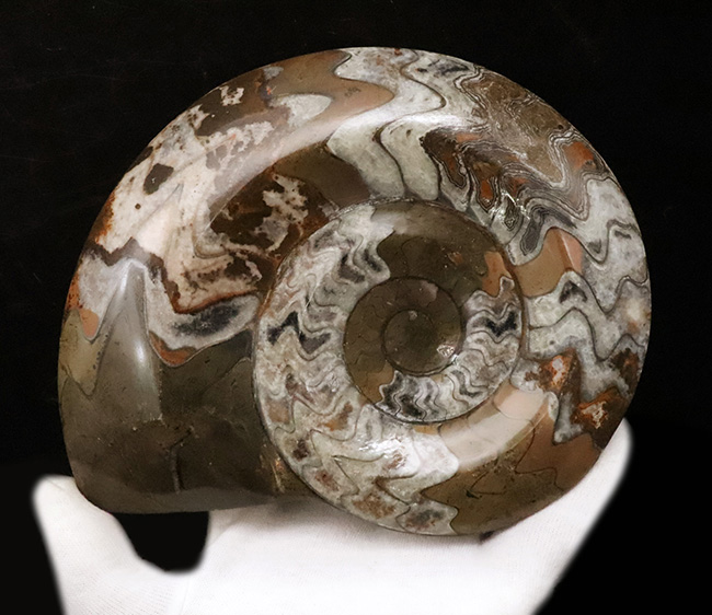 カラフルかつ大判！古生代デボン紀の頭足類ゴニアタイト（Goniatite）美麗標本（その3）