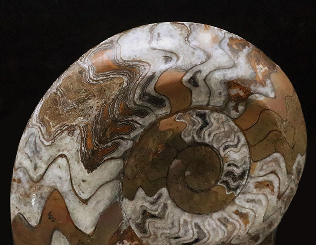 カラフルかつ大判！古生代デボン紀の頭足類ゴニアタイト（Goniatite）美麗標本（その4）
