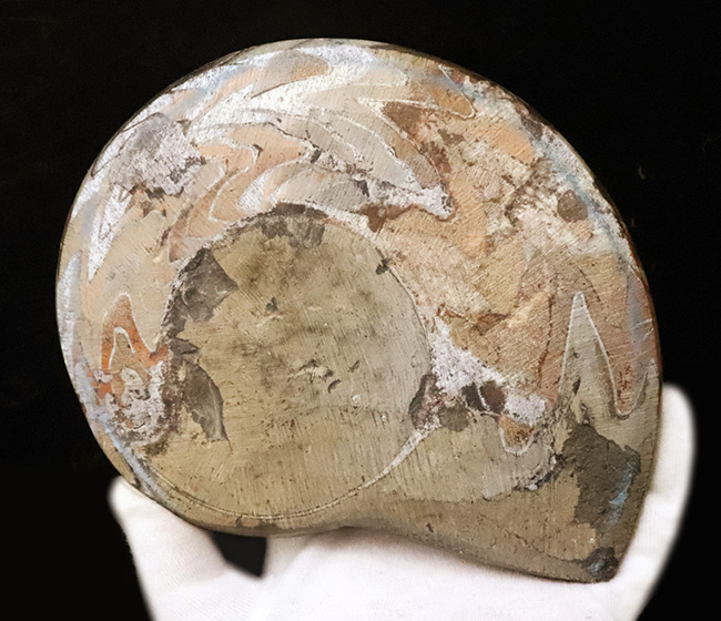 カラフルかつ大判！古生代デボン紀の頭足類ゴニアタイト（Goniatite）美麗標本（その5）