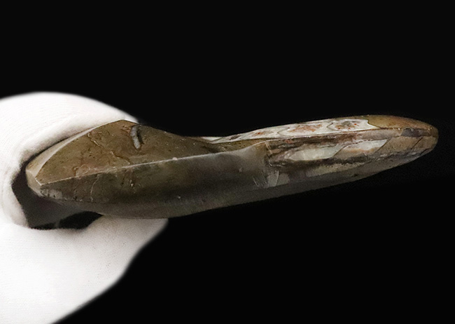 カラフルかつ大判！古生代デボン紀の頭足類ゴニアタイト（Goniatite）美麗標本（その6）