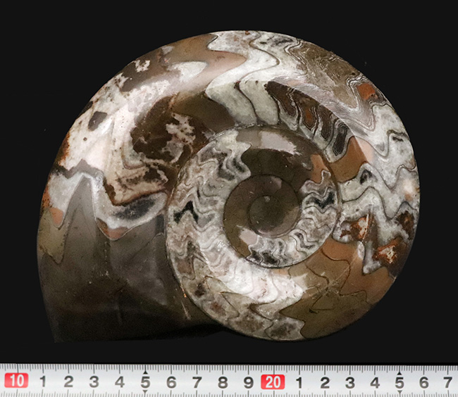 カラフルかつ大判！古生代デボン紀の頭足類ゴニアタイト（Goniatite）美麗標本（その7）