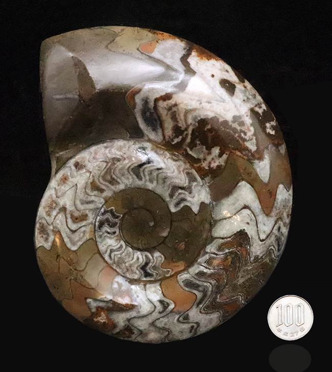 カラフルかつ大判！古生代デボン紀の頭足類ゴニアタイト（Goniatite）美麗標本（その8）