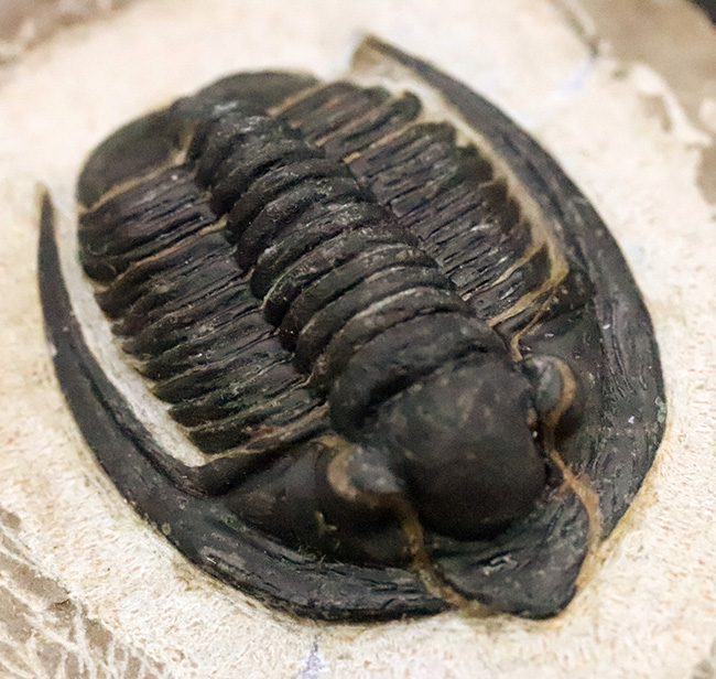 特徴的な吻部前方のスコップ状突起と、左右に大きく伸びた頬棘（genal spine）が見事に保存された、通常品とは一線を画す極上コンディションのコルヌプロエタス（Cornuproetus）（その1）