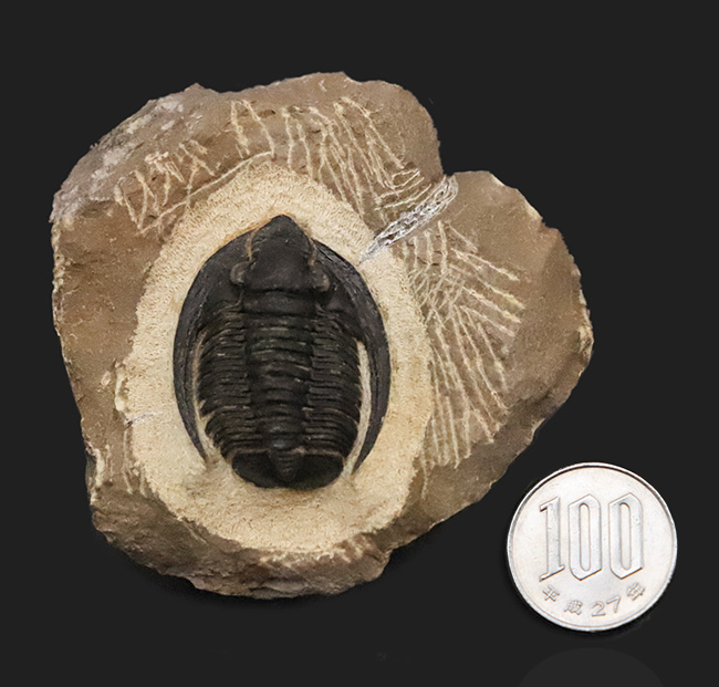 特徴的な吻部前方のスコップ状突起と、左右に大きく伸びた頬棘（genal spine）が見事に保存された、通常品とは一線を画す極上コンディションのコルヌプロエタス（Cornuproetus）（その10）