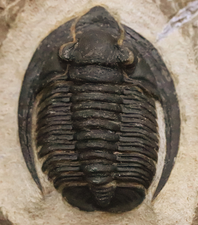 特徴的な吻部前方のスコップ状突起と、左右に大きく伸びた頬棘（genal spine）が見事に保存された、通常品とは一線を画す極上コンディションのコルヌプロエタス（Cornuproetus）（その2）