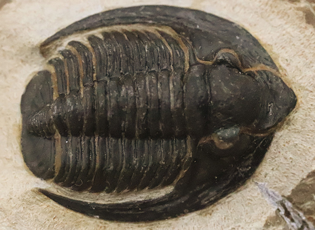 特徴的な吻部前方のスコップ状突起と、左右に大きく伸びた頬棘（genal spine）が見事に保存された、通常品とは一線を画す極上コンディションのコルヌプロエタス（Cornuproetus）（その4）