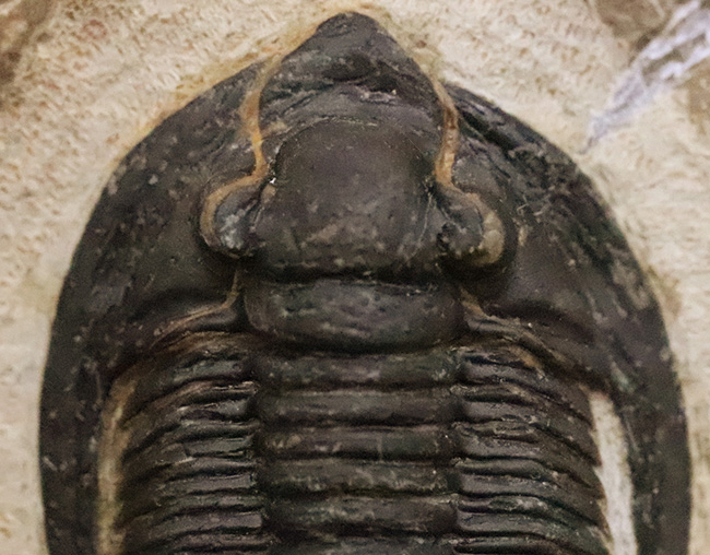 特徴的な吻部前方のスコップ状突起と、左右に大きく伸びた頬棘（genal spine）が見事に保存された、通常品とは一線を画す極上コンディションのコルヌプロエタス（Cornuproetus）（その5）