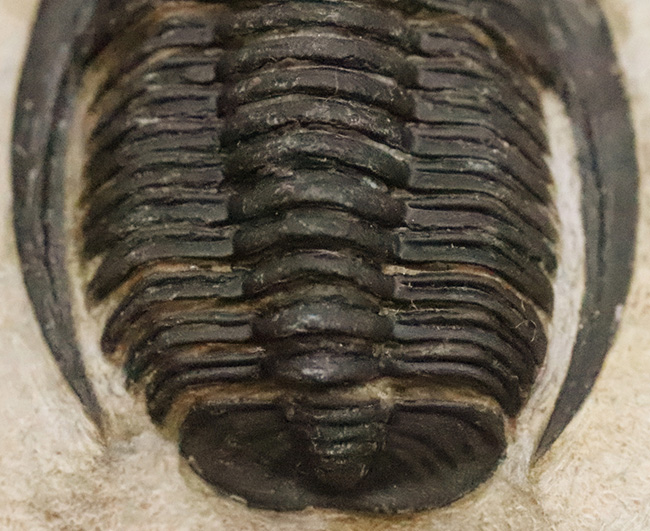 特徴的な吻部前方のスコップ状突起と、左右に大きく伸びた頬棘（genal spine）が見事に保存された、通常品とは一線を画す極上コンディションのコルヌプロエタス（Cornuproetus）（その6）