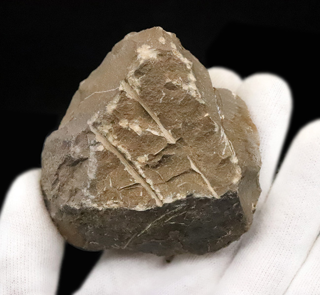 特徴的な吻部前方のスコップ状突起と、左右に大きく伸びた頬棘（genal spine）が見事に保存された、通常品とは一線を画す極上コンディションのコルヌプロエタス（Cornuproetus）（その7）