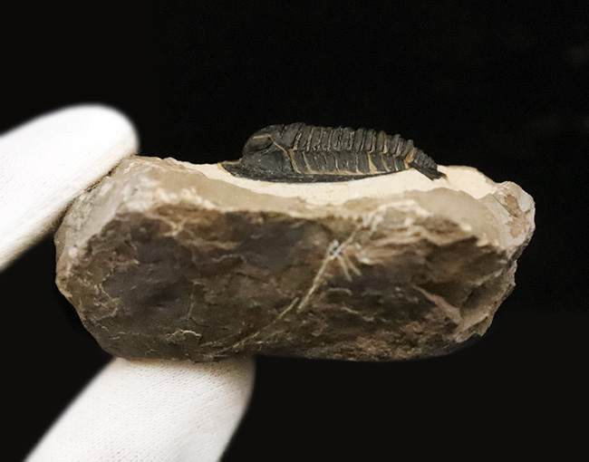 特徴的な吻部前方のスコップ状突起と、左右に大きく伸びた頬棘（genal spine）が見事に保存された、通常品とは一線を画す極上コンディションのコルヌプロエタス（Cornuproetus）（その8）