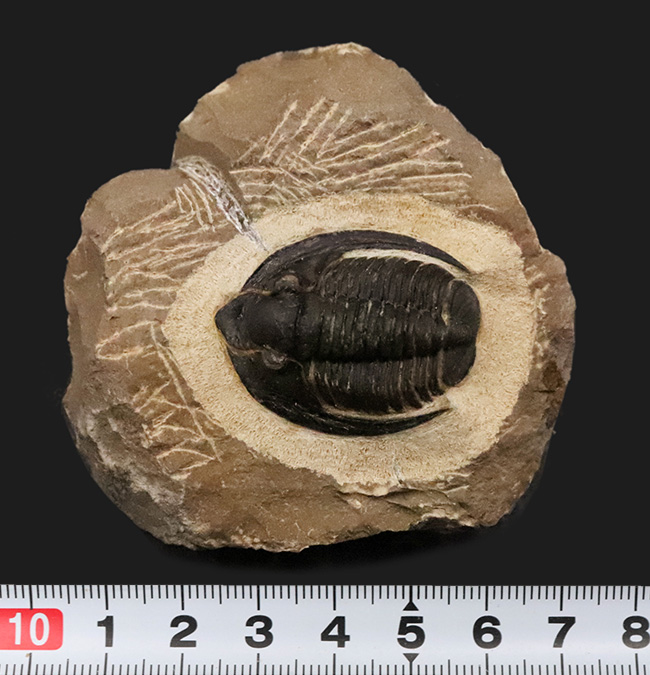 特徴的な吻部前方のスコップ状突起と、左右に大きく伸びた頬棘（genal spine）が見事に保存された、通常品とは一線を画す極上コンディションのコルヌプロエタス（Cornuproetus）（その9）