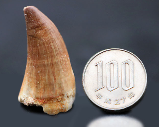 最初のコレクションに最適!白亜紀の海中の猛者!モササウルス(Mosasaurus)の歯化石(その7)