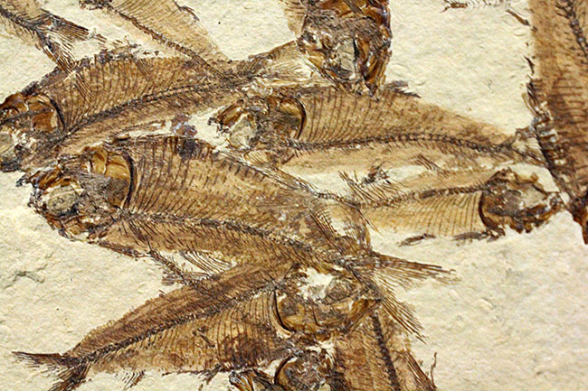 総勢３０体以上！美しいクリーム色の母岩に浮かぶ多数の魚体、ニシン科魚化石ゴシウテクティスのマルチプレート標本(Gosiutichtys)（その1）