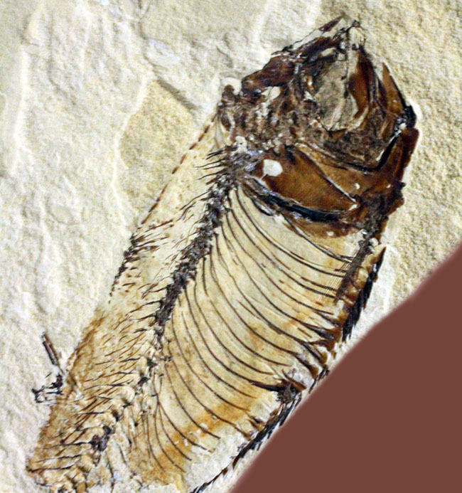 総勢３０体以上！美しいクリーム色の母岩に浮かぶ多数の魚体、ニシン科魚化石ゴシウテクティスのマルチプレート標本(Gosiutichtys)（その11）