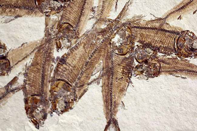 総勢３０体以上！美しいクリーム色の母岩に浮かぶ多数の魚体、ニシン科魚化石ゴシウテクティスのマルチプレート標本(Gosiutichtys)（その12）
