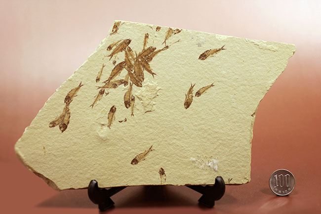 総勢３０体以上！美しいクリーム色の母岩に浮かぶ多数の魚体、ニシン科魚化石ゴシウテクティスのマルチプレート標本(Gosiutichtys)（その13）