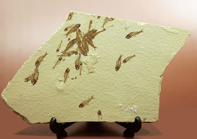総勢３０体以上！美しいクリーム色の母岩に浮かぶ多数の魚体、ニシン科魚化石ゴシウテクティスのマルチプレート標本(Gosiutichtys)（その2）