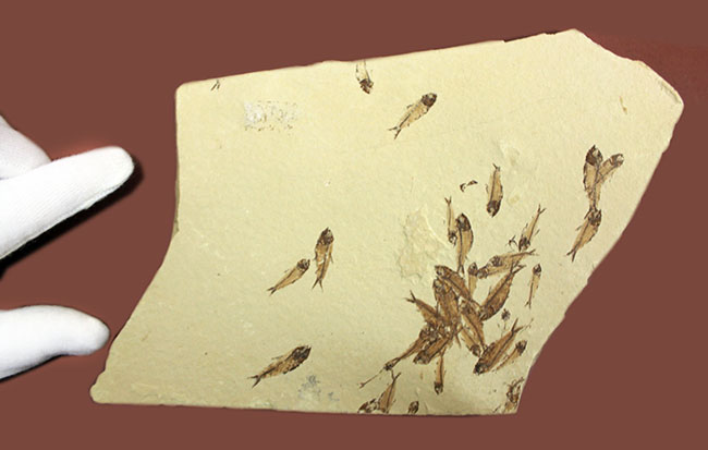 総勢３０体以上！美しいクリーム色の母岩に浮かぶ多数の魚体、ニシン科魚化石ゴシウテクティスのマルチプレート標本(Gosiutichtys)（その3）