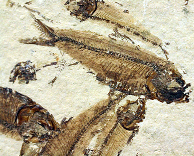 総勢３０体以上！美しいクリーム色の母岩に浮かぶ多数の魚体、ニシン科魚化石ゴシウテクティスのマルチプレート標本(Gosiutichtys)（その8）
