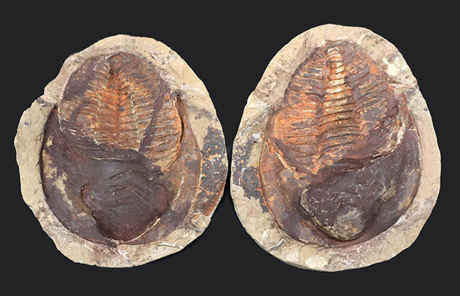 最も初期の三葉虫の一つ、モロッコ産のカンブロパラス（Cambropallas）のノジュール化石（その1）
