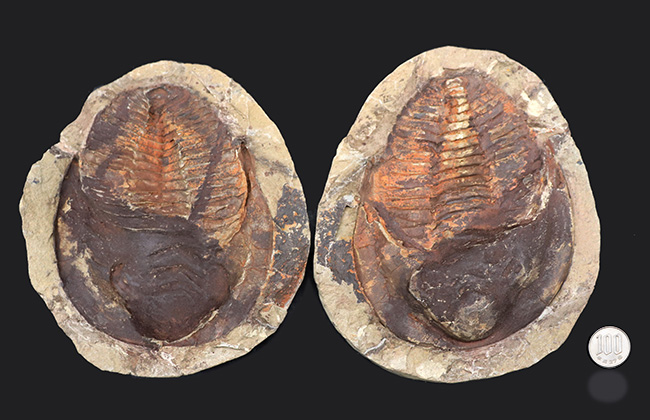 最も初期の三葉虫の一つ、モロッコ産のカンブロパラス（Cambropallas）のノジュール化石（その10）