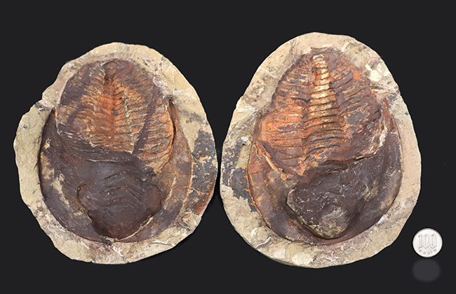 最も初期の三葉虫の一つ、モロッコ産のカンブロパラス（Cambropallas