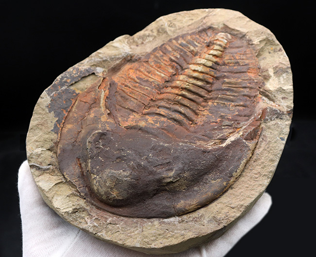 最も初期の三葉虫の一つ、モロッコ産のカンブロパラス（Cambropallas）のノジュール化石（その2）