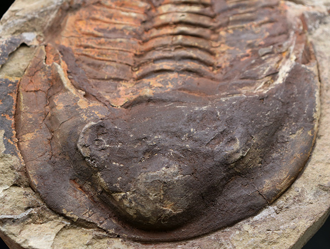 最も初期の三葉虫の一つ、モロッコ産のカンブロパラス（Cambropallas）のノジュール化石（その3）