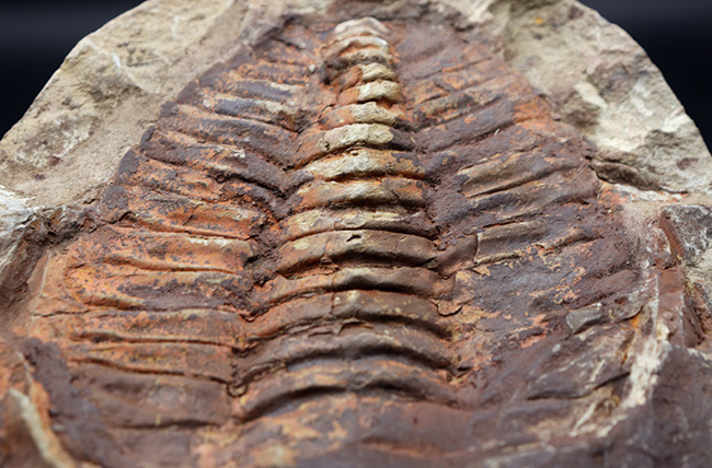 最も初期の三葉虫の一つ、モロッコ産のカンブロパラス（Cambropallas）のノジュール化石