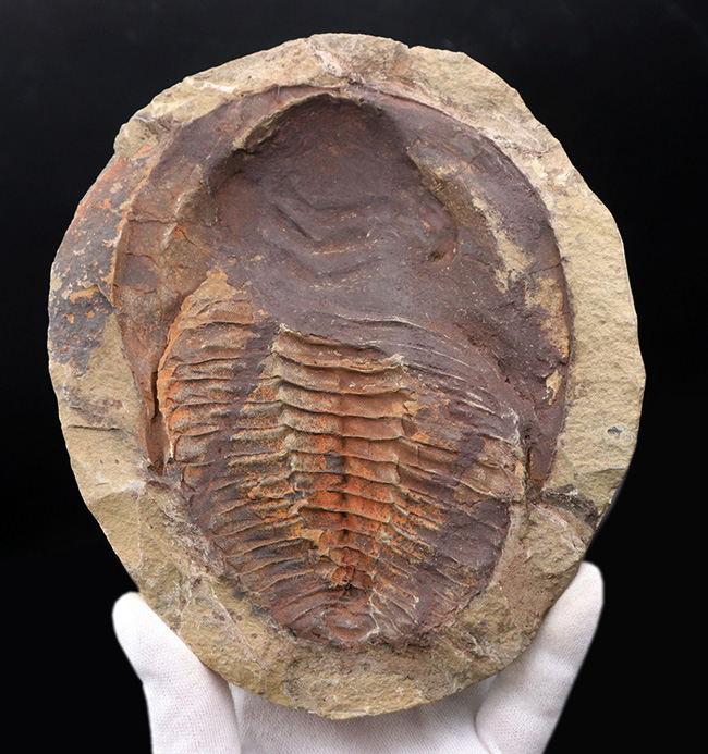 最も初期の三葉虫の一つ、モロッコ産のカンブロパラス（Cambropallas）のノジュール化石（その5）