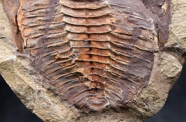 最も初期の三葉虫の一つ、モロッコ産のカンブロパラス（Cambropallas）のノジュール化石（その6）