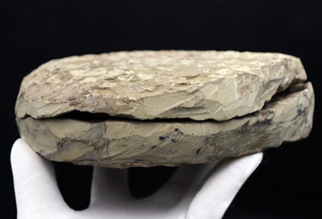 最も初期の三葉虫の一つ、モロッコ産のカンブロパラス（Cambropallas）のノジュール化石（その8）