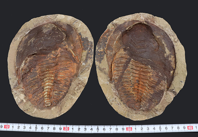 最も初期の三葉虫の一つ、モロッコ産のカンブロパラス（Cambropallas）のノジュール化石（その9）