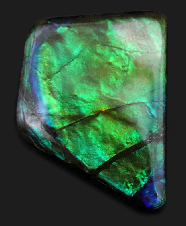 その輝きは特別!全体がグリーンを呈する、見事な一級品、カナダ産のアンモ”ラ”イト(Ammolite)のピース(その1)