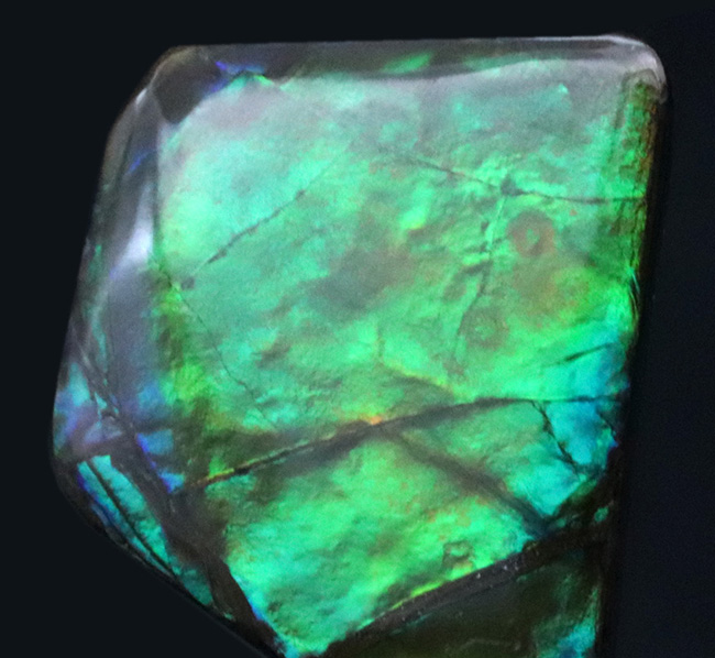 その輝きは特別!全体がグリーンを呈する、見事な一級品、カナダ産のアンモ”ラ”イト(Ammolite)のピース(その2)