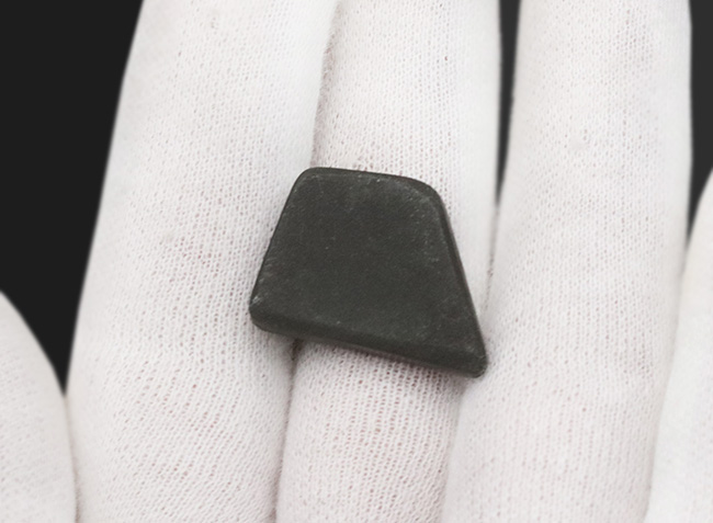 その輝きは特別!全体がグリーンを呈する、見事な一級品、カナダ産のアンモ”ラ”イト(Ammolite)のピース(その5)