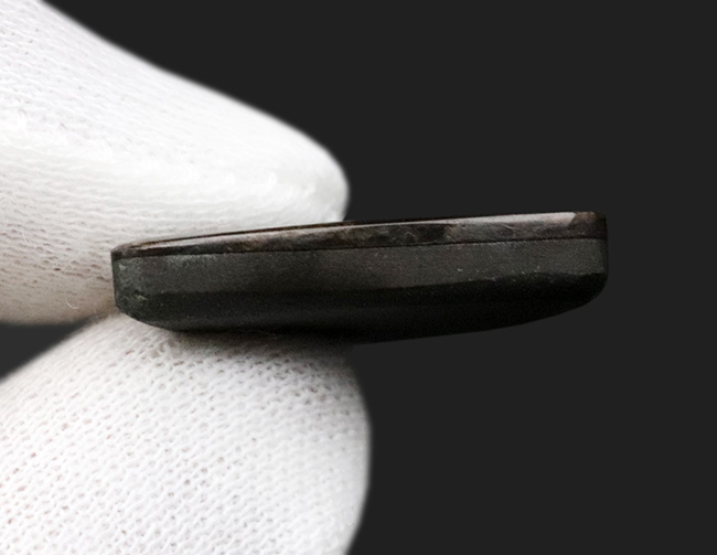 その輝きは特別!全体がグリーンを呈する、見事な一級品、カナダ産のアンモ”ラ”イト(Ammolite)のピース(その6)