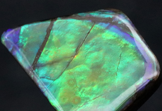 その輝きは特別!全体がグリーンを呈する、見事な一級品、カナダ産のアンモ”ラ”イト(Ammolite)のピース(その7)