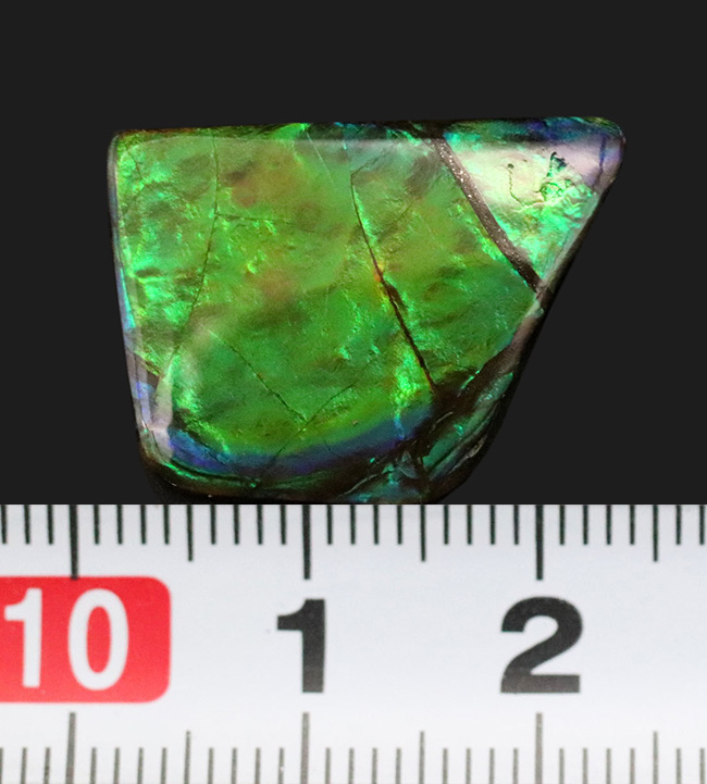 その輝きは特別!全体がグリーンを呈する、見事な一級品、カナダ産のアンモ”ラ”イト(Ammolite)のピース(その8)