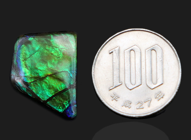 その輝きは特別！全体がグリーンを呈する、見事な一級品、カナダ産のアンモ”ラ”イト（Ammolite）のピース（その9）