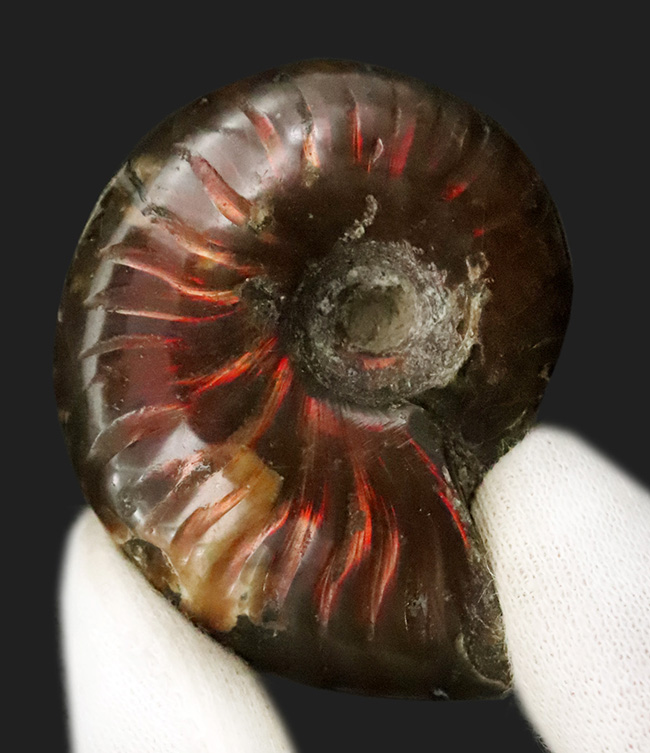 両面輝く、遊色アンモナイトクレオニセラス（Cleoniceras）（その1）