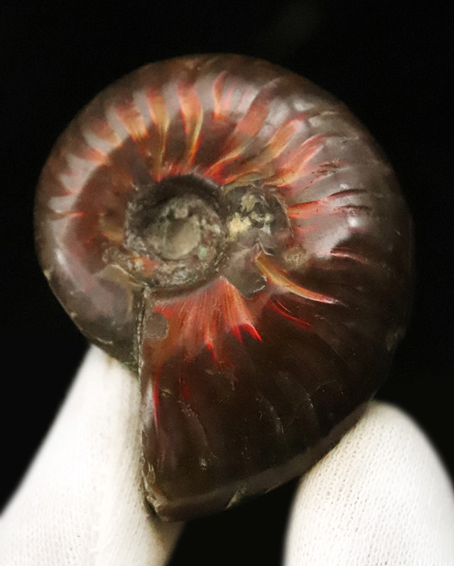 両面輝く、遊色アンモナイトクレオニセラス（Cleoniceras）（その2）