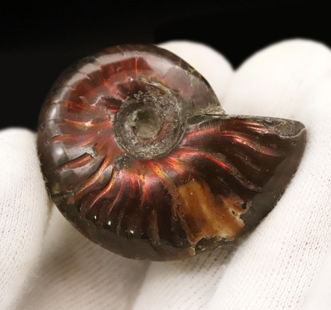 両面輝く、遊色アンモナイトクレオニセラス（Cleoniceras）（その3）