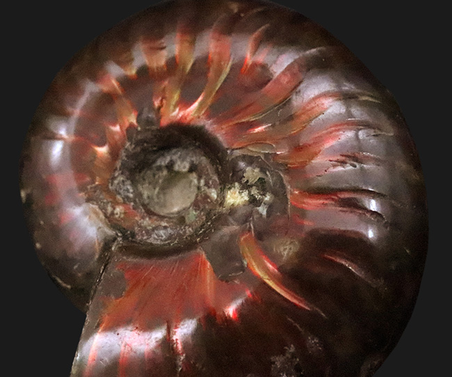 両面輝く、遊色アンモナイトクレオニセラス（Cleoniceras）（その5）