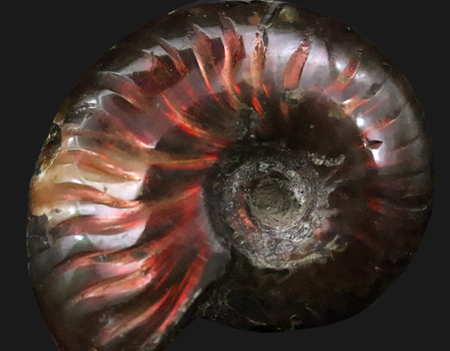 両面輝く、遊色アンモナイトクレオニセラス（Cleoniceras）（その6）